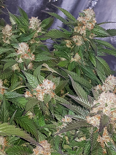Growreport Bild 4