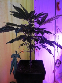 Growreport Bild 6