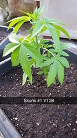 Growreport Bild 5