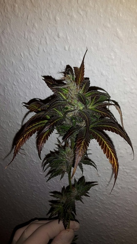 Growreport Bild 2