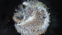 Growreport Bild 3