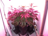 Growreport Bild 1