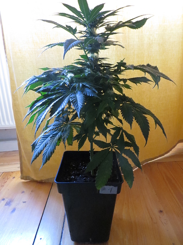 Growreport Bild 4