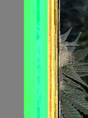 Growreport Bild 7