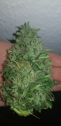 Growreport Bild 15
