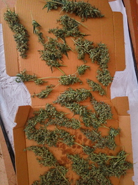 Growreport Bild 2