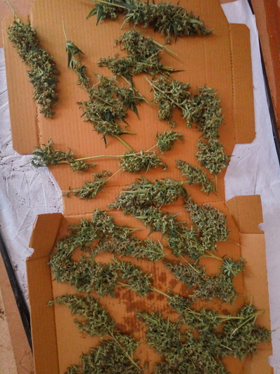 White Diesel Haze Automatic, Indoor