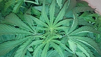 Growreport Bild 3
