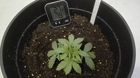 Growreport Bild 4
