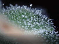 Growreport Bild 6
