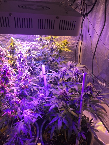 Growreport Bild 2