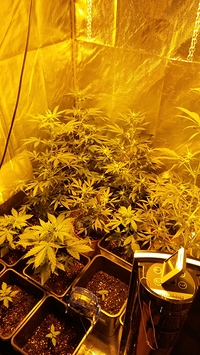 Growreport Bild 1