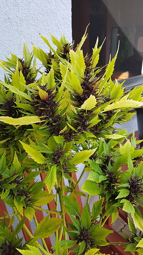 Growreport Bild 1