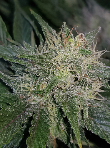 Growreport Bild 13
