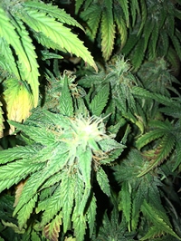 Growreport Bild 3