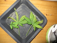 Growreport Bild 5