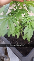 Growreport Bild 4