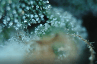 Growreport Bild 7