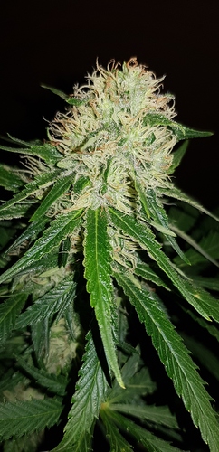 Growreport Bild 2