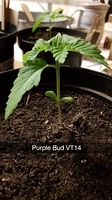 Growreport Bild 12