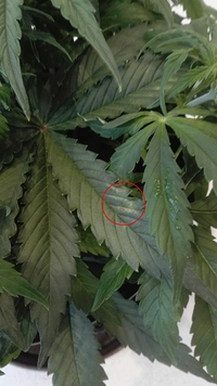 Growreport Bild 5