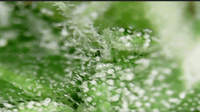 Growreport Bild 2