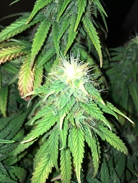 Growreport Bild 4