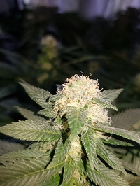 Growreport Bild 1