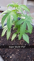 Growreport Bild 7