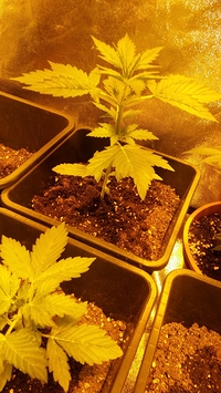 Growreport Bild 13