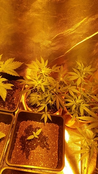 Growreport Bild 10