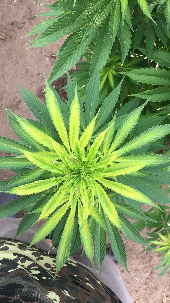 Spitzen sind hellgrün Outdoor GrowProbleme Forum