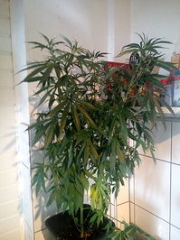 Growreport Bild 3