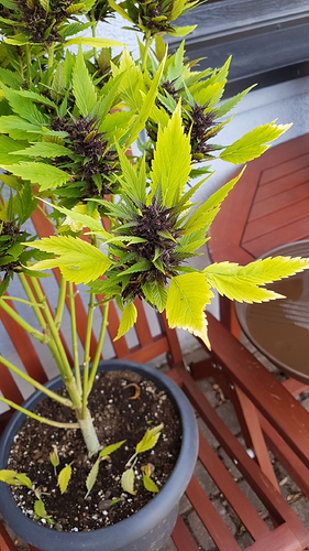 Growreport Bild 3