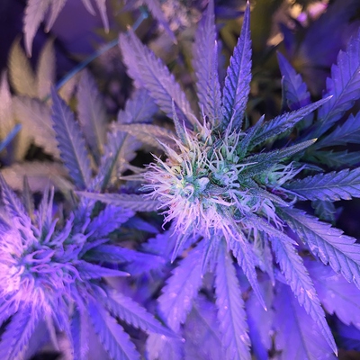Growreport Bild 6
