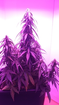 Growreport Bild 8