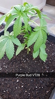 Growreport Bild 6