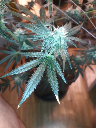 Growreport Bild 18