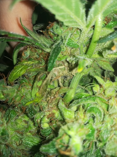 Growreport Bild 5