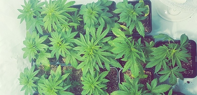 Growreport Bild 11