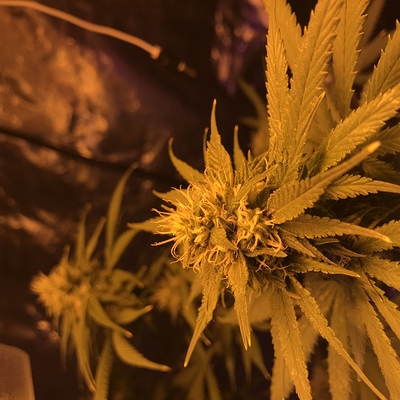 Growreport Bild 12