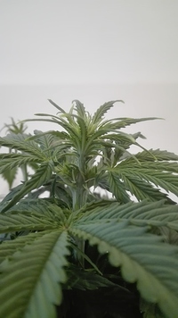 Growreport Bild 3