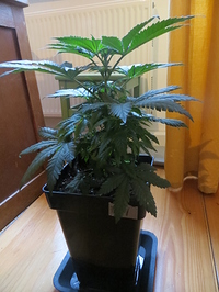 Growreport Bild 2