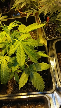 Growreport Bild 12