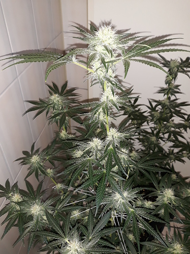 Growreport Bild 3