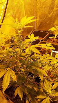 Growreport Bild 6
