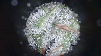 Growreport Bild 6