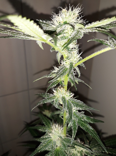 Growreport Bild 7