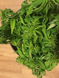 Growreport Bild 2