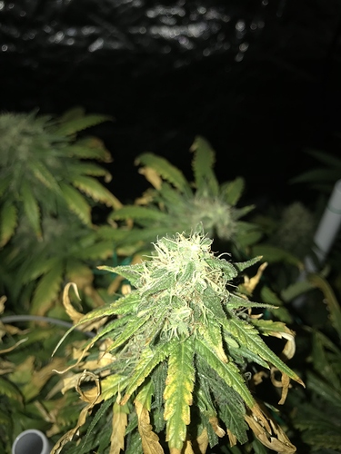 Growreport Bild 5